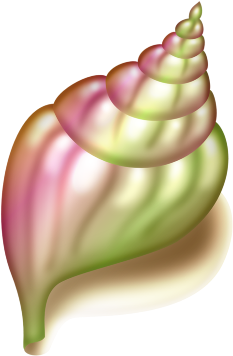 Seashell Conch Clip Art - Vegetable (557x800)