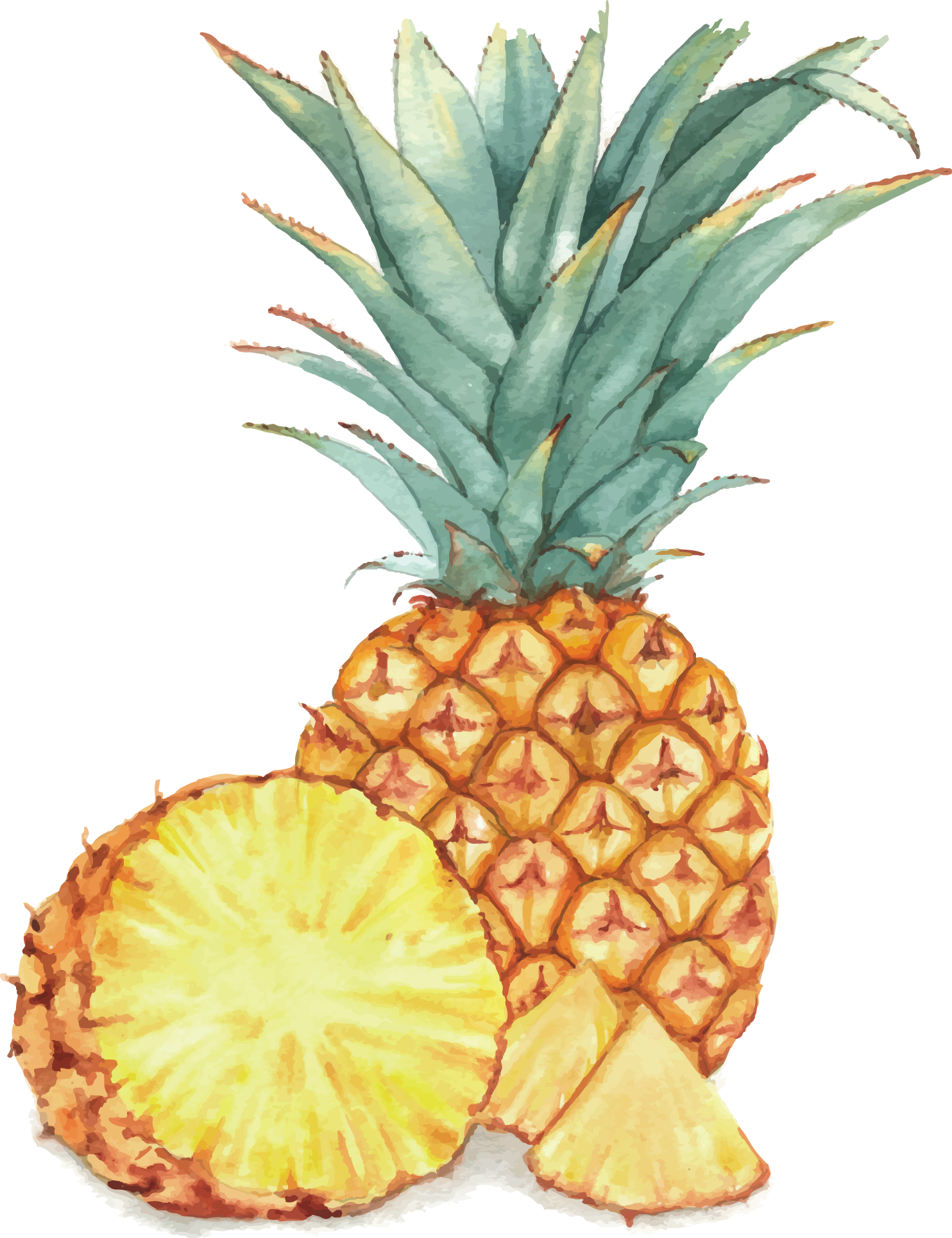 Watercolor Painting Fruit Drawing Illustration - Png Vector Pineapple Free (1484x1928)