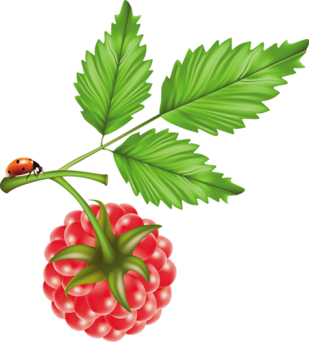 Fruits, Set Of Vector Illustrations - Raspberry Vector (451x500)