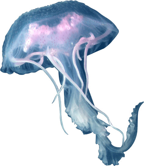 Download Png Image Report - Jellyfish Png (472x541)