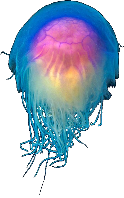 Transparent Tumblr Overlaystransparent Jellyfish Png - Blue Jellyfish (500x746)