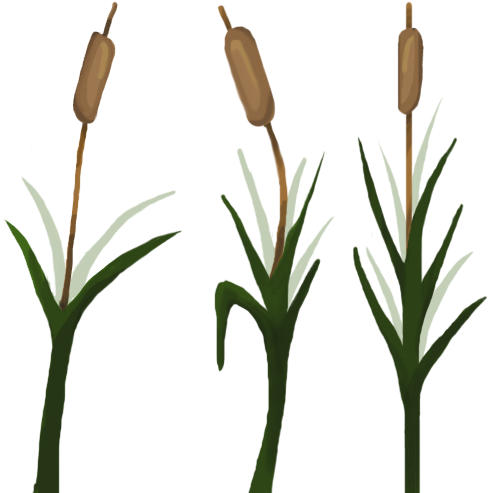 Cat Tails - Cat (512x512)