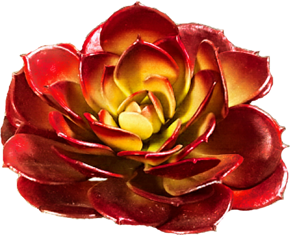 Red Rose Succulent By Jeanicebartzen27 - Silk Plants Direct Echeveria Pick - Burgundy - Pack (982x814)