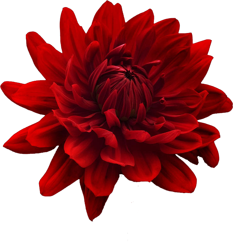 Transparent 'red Flower' - Zen Cinemax 4g 5.5 Inch Marshmallow 2gb (900x900)