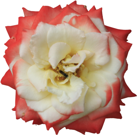 Rose Flower White Center Red Petals Sides Double Colored - Transparent Background White Flowers (512x492)