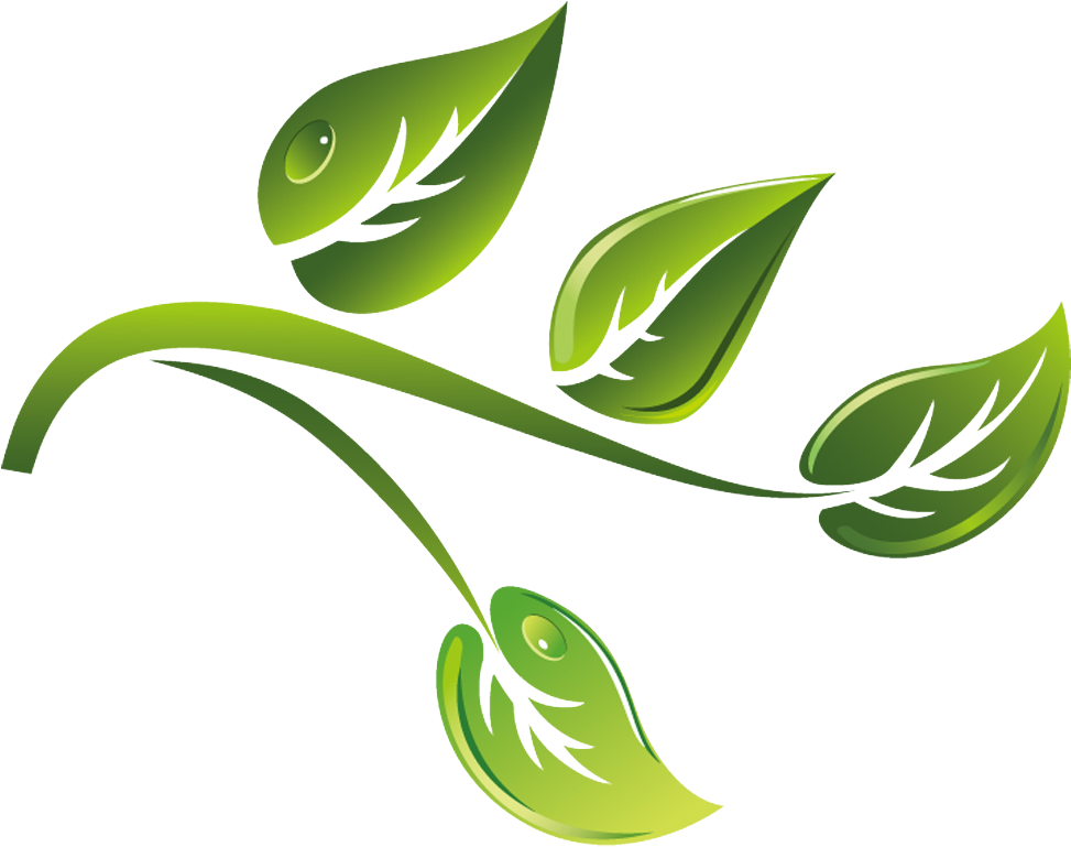 Green Tea Branch Vector Material Cartoon - Green Tea Cartoon Png (1000x804)