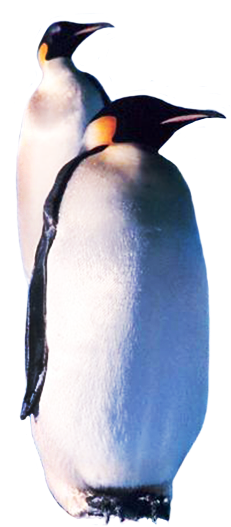 Two Emperor Penguins - Emperor Penguin (264x566)