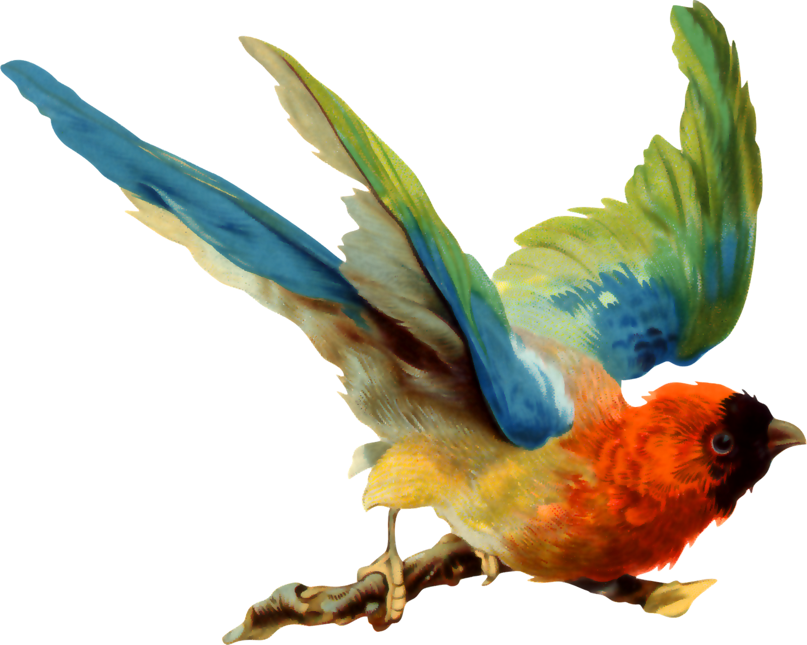 Aves Png - Little Birds Can Still Soar! (1600x1279)