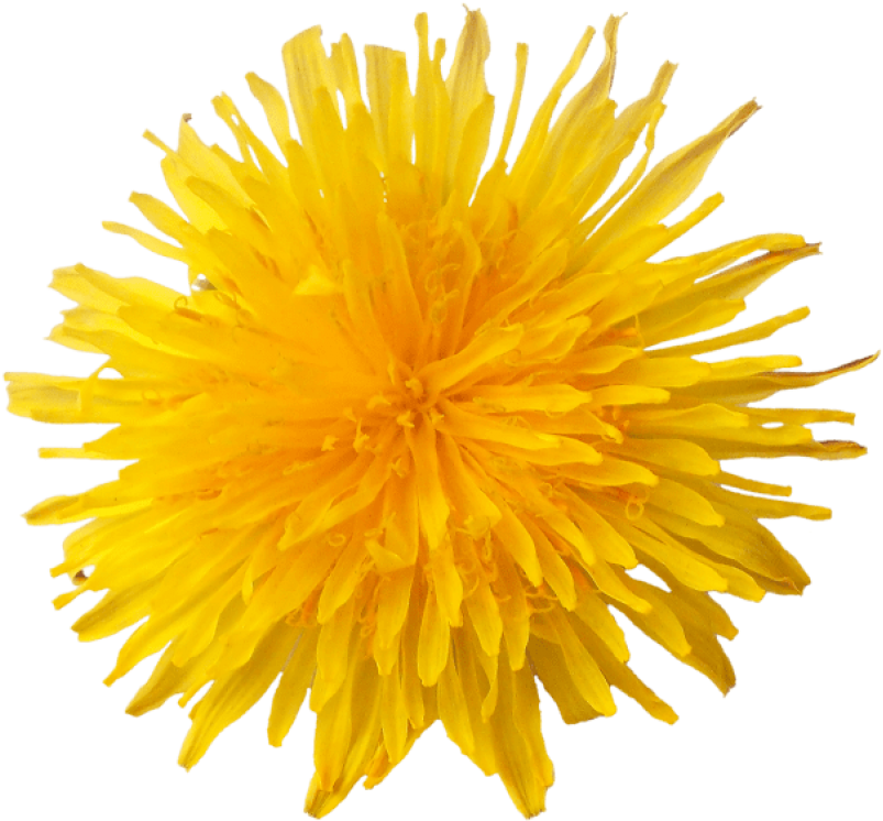 Free Png Dandelion Png Images Transparent - Одуванчик Png (850x793)
