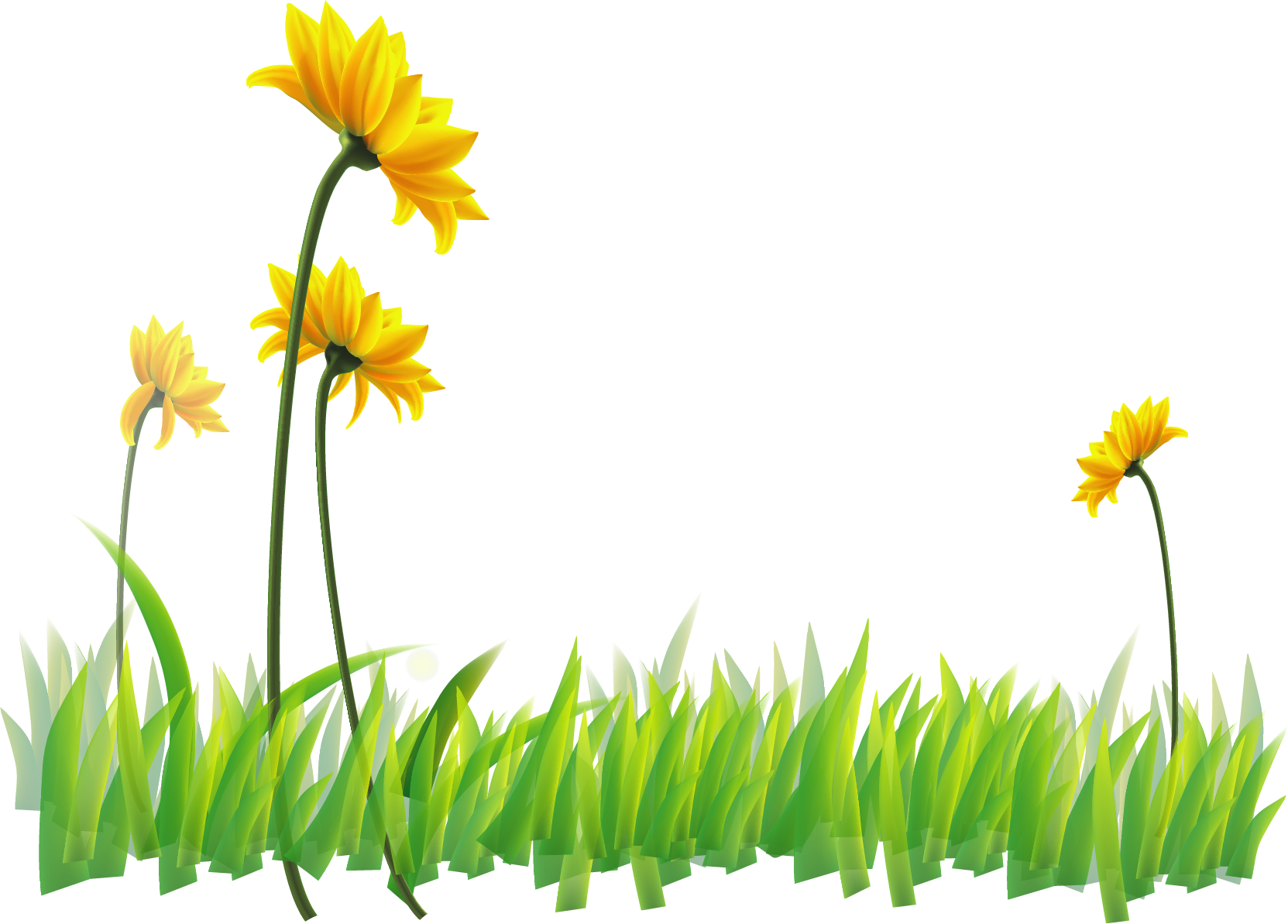 Narcissus Flora Yellow Wildflower Wallpaper - Wallpaper (1663x1193)