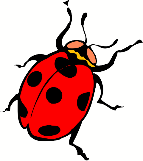 Draw A Line From Each Word To The Correct Body Part - Ladybug Thorax (480x541)