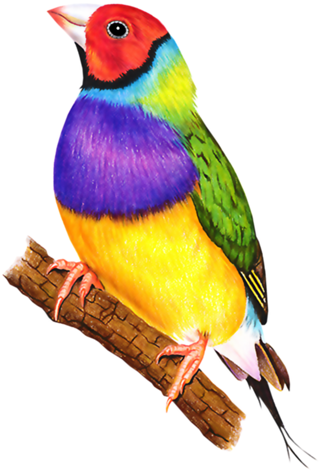 Bon Mondial A Voustubes Oiseaux Varies - Clip Art (735x980)