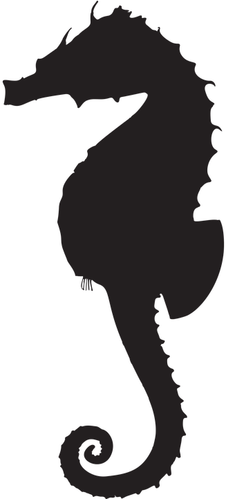 Animal-2029418 960 720 - Seahorse Silhouette (360x720)