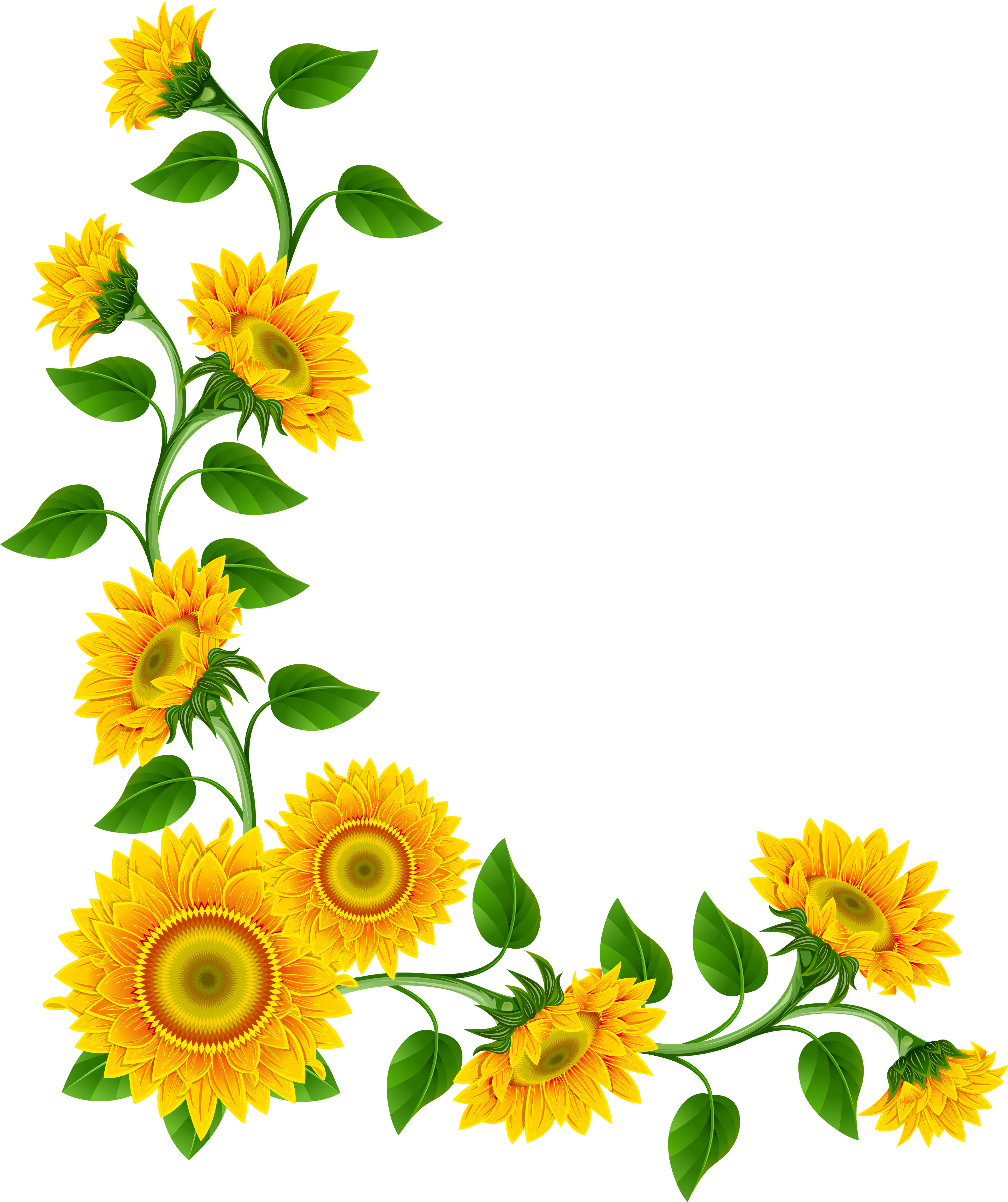 Sunflower Border Decoration Png Clipart Image - Good Morning Suvichar Hindi (4316x5130)