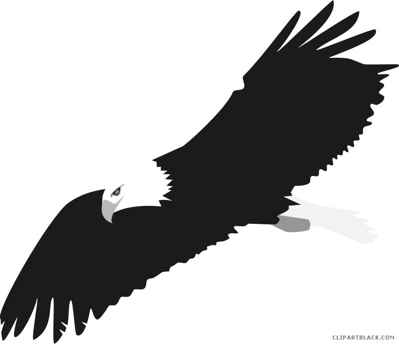 Eagle Animal Free Black White Clipart Images Clipartblack - Clipart Bald Eagle Png (800x690)