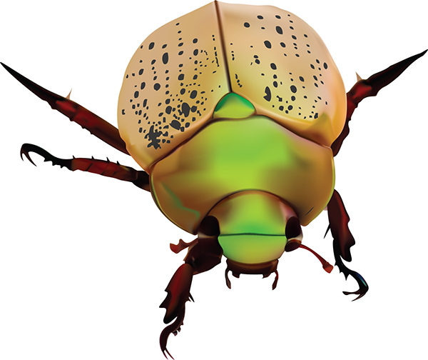 Dung Beetle (600x504)