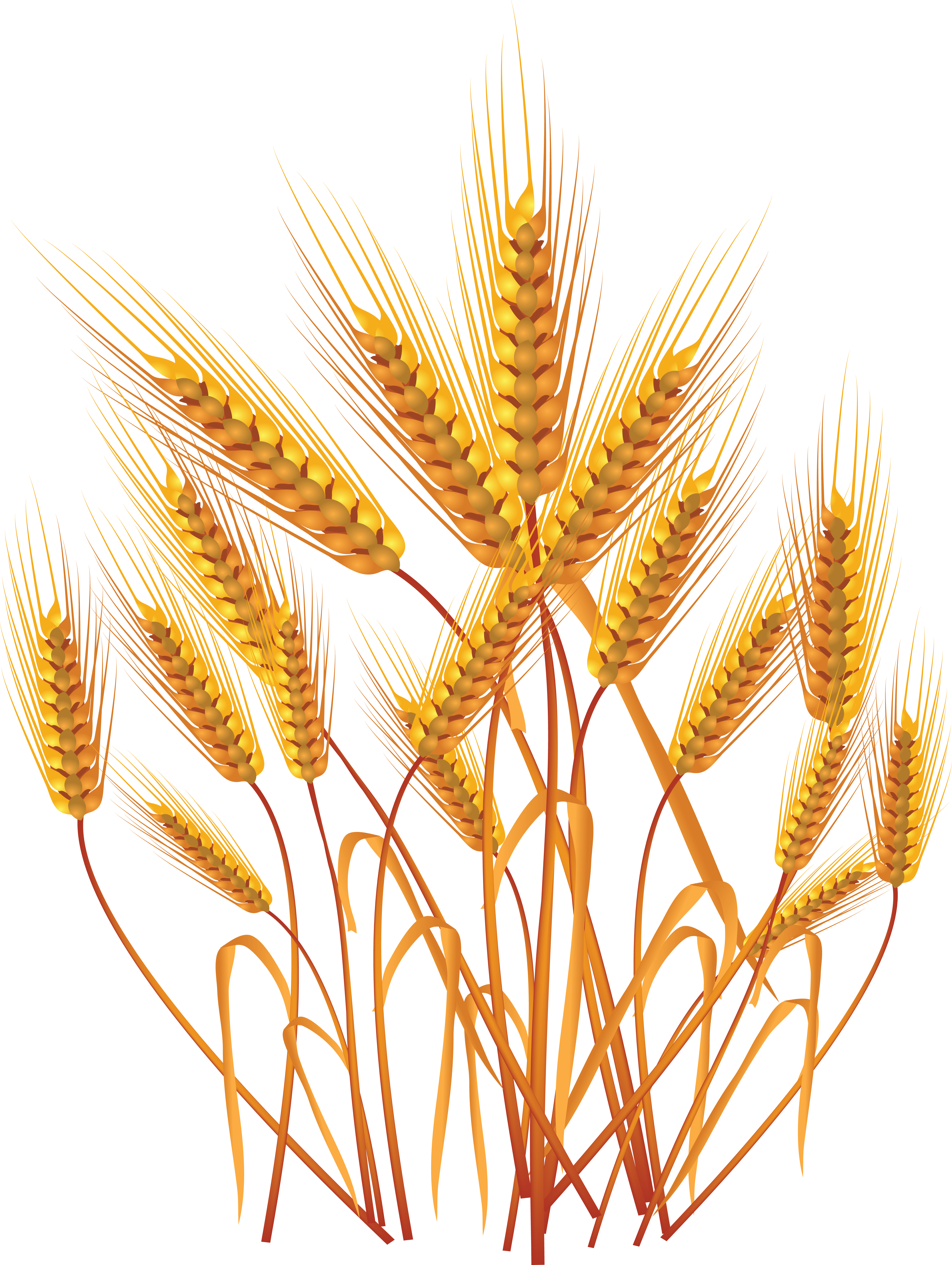 Wheat Png - Wheat Crop Vector Png (4652x6182)