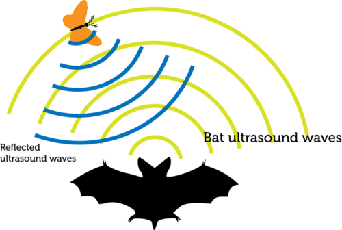 Bat Echolocation Clipart - Bats Emergent Reader - (500x336) Png Clipart