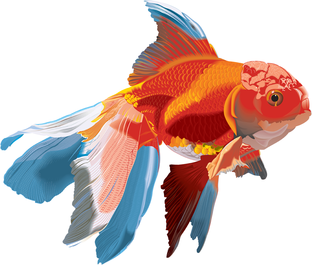 Watercolor Fish On Transparent Background (1055x901)