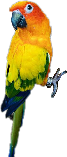 Macaw (272x638)