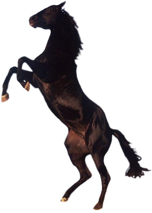 Horse Png - Png Horse (508x700)