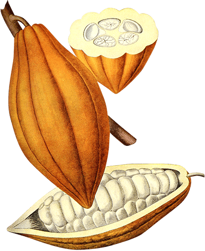 Bean Pod Plant - Make Chocolate (413x506)