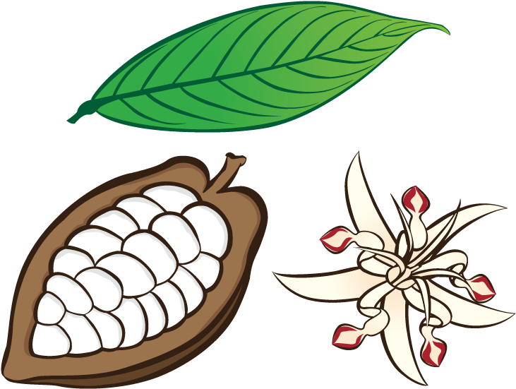 Hoja, Bellota Abierta Y Flor Del Cacao - Flor De Cacao Dibujo (792x612)