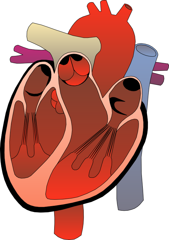 Anatomy Clipart - Cartoon (555x786)