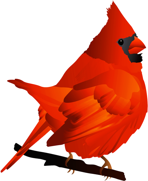 Free Cardinal Clipart Clipart - Northern Cardinal Bird Northern Cardinal Bird Northern (600x616)