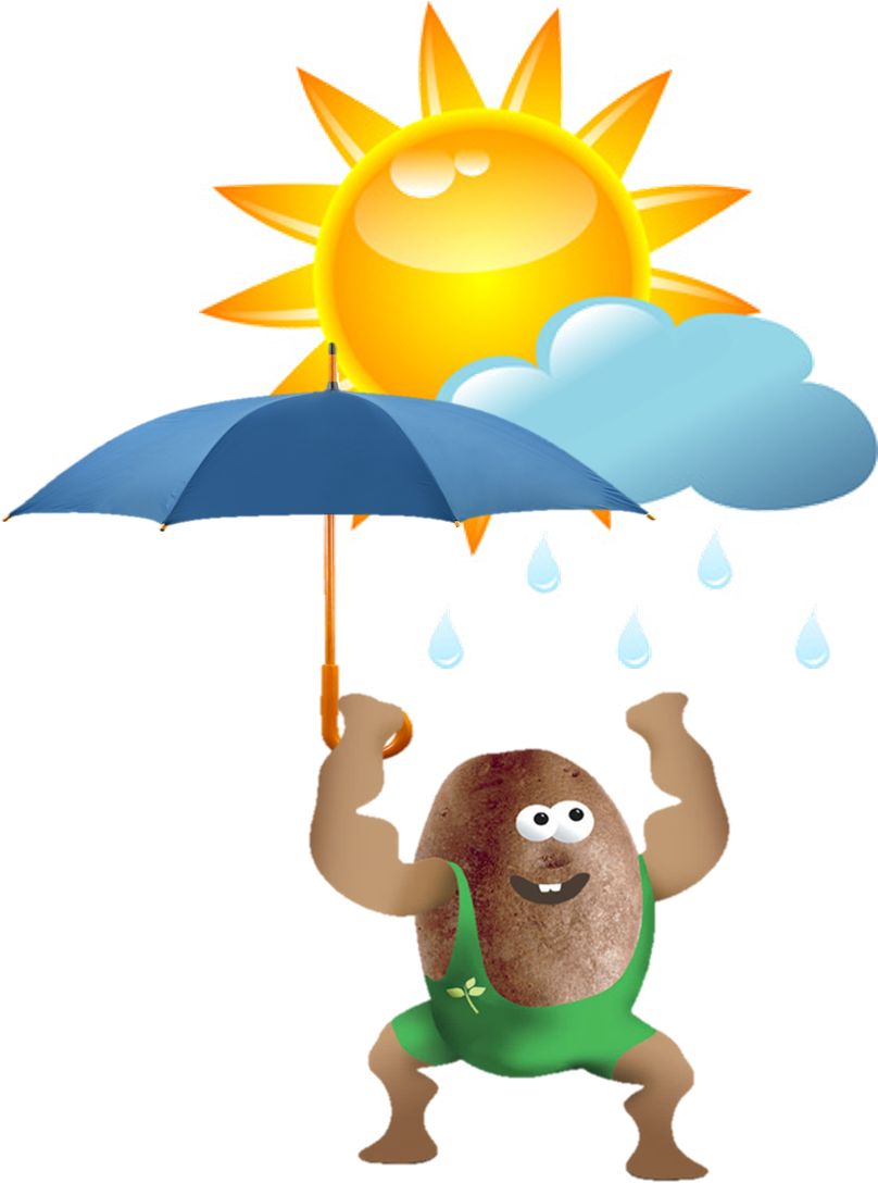 On The Potatoes Promotes Silver Scurf And Others Diseases - Cartoon (831x1099)