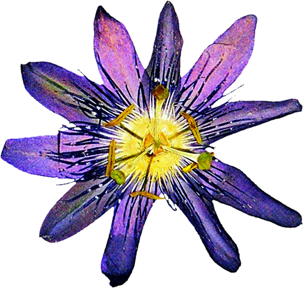 Pressed Passion Flower By Jeanicebartzen27 - Pressed Passion Flower (1024x977)