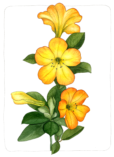 George Budgen Vireya Rhododendron - Rhododendron Sect. Vireya (400x549)