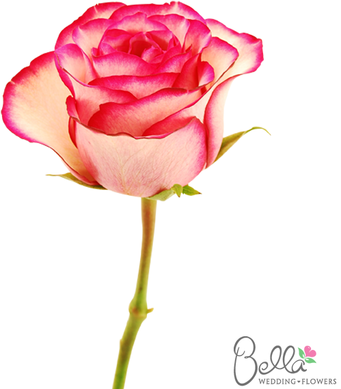 Carousel Roses Are A Gorgeous Variety Of Pink Rose - Wedding (600x567)