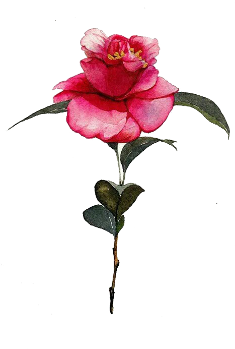 Watercolor Painting Drawing Illustration - Drawing (505x898)