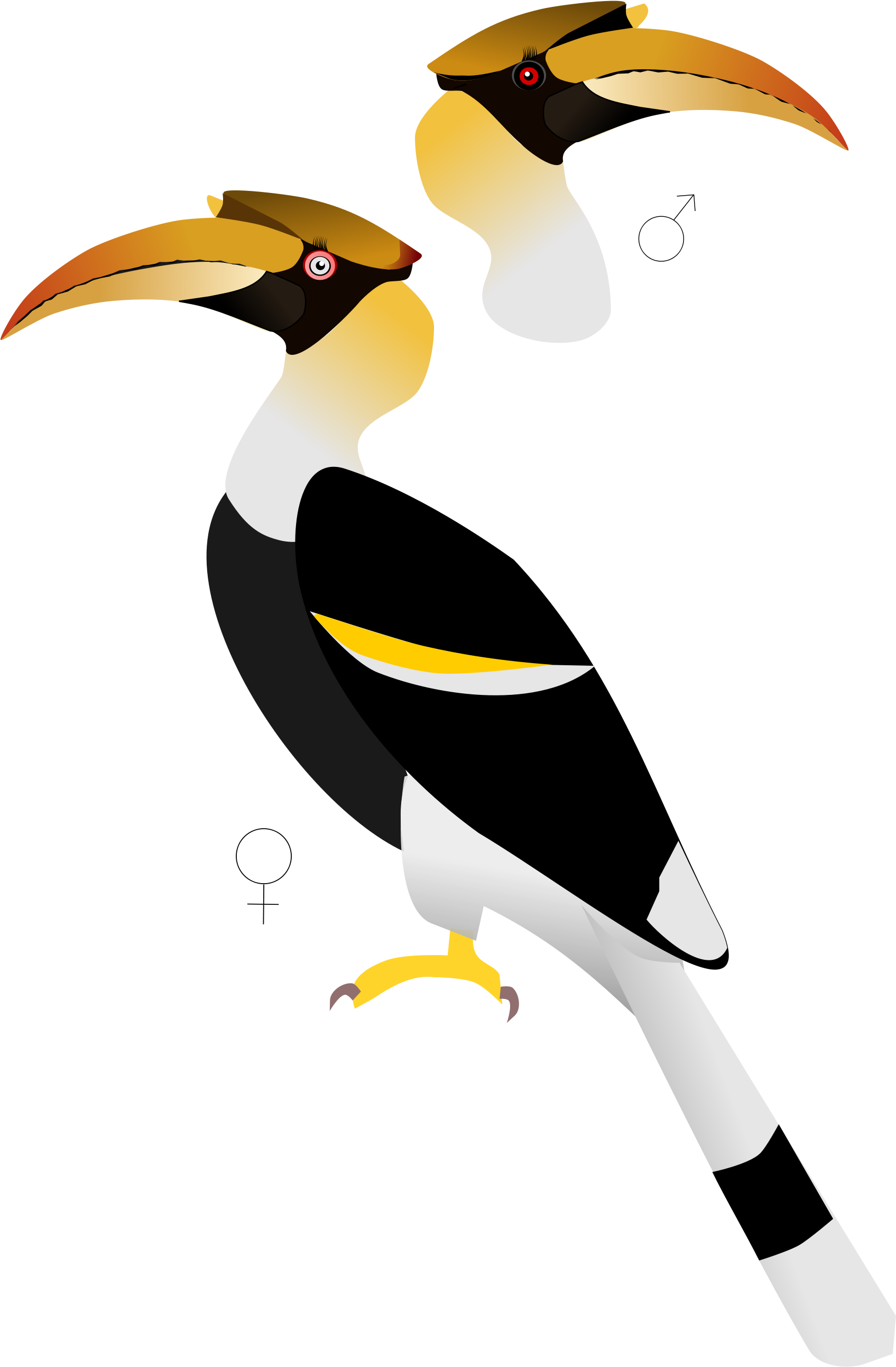 Hornbill Clipart Baby - Hornbill Bird (2000x2828)