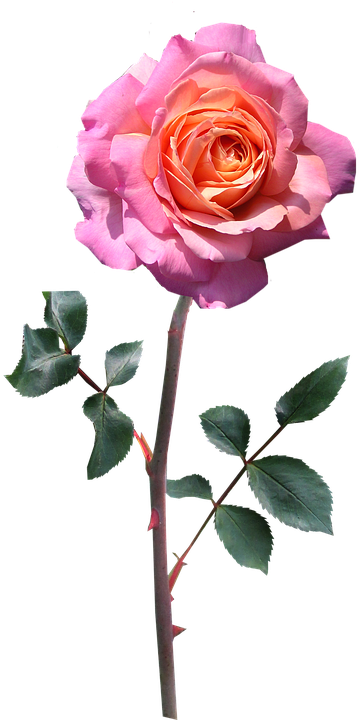 Rose, Stem, Pink, Peace - Roses With Stem Pink (382x720)