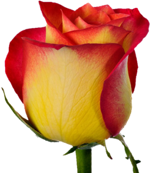 Belle Vue - Utopia Rose (420x420)