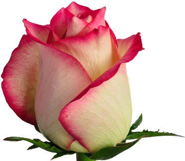 Nightingale - Navarre (420x339)