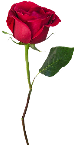 Explore Single Rose, Wedding Ideas, And More - Beauty And The Beast Red Rose Png (280x482)
