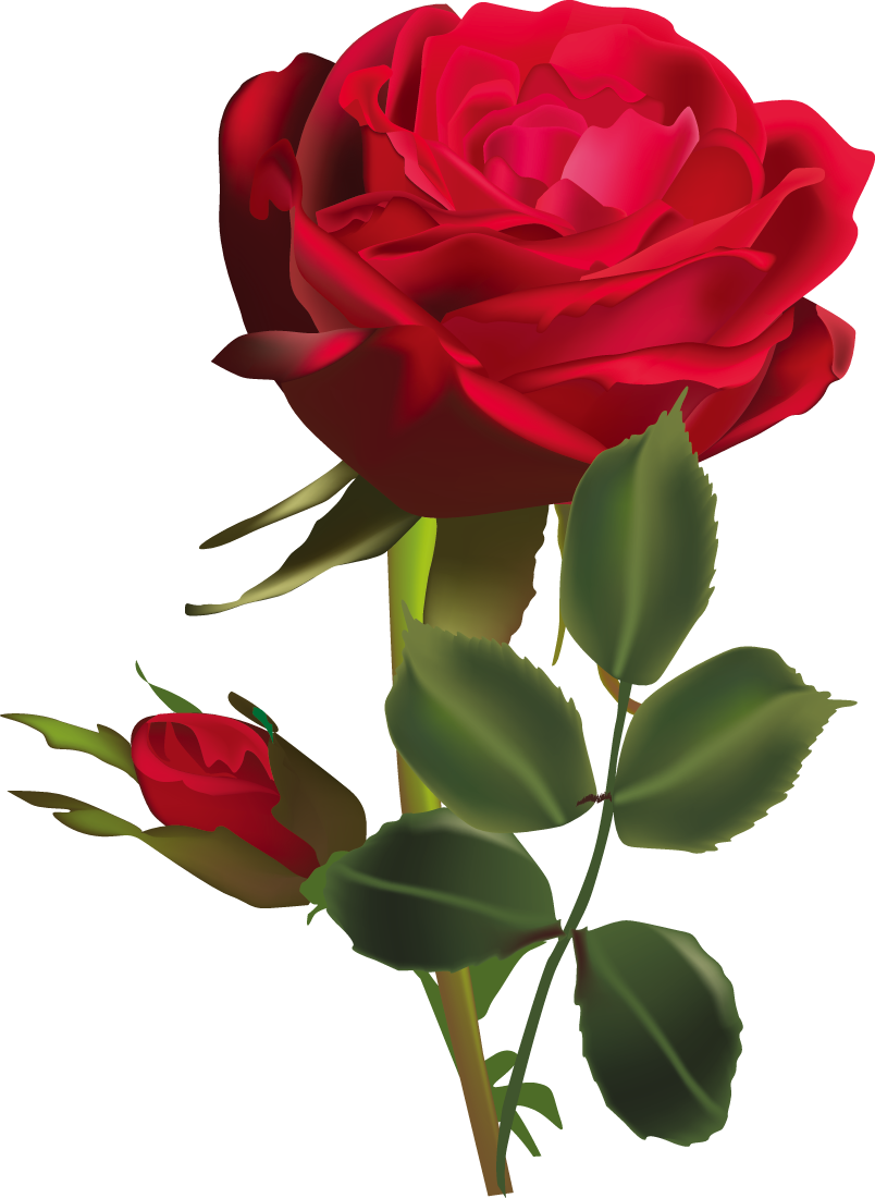 Flower Clip Art - Dark Red Rose Flower (804x1100)