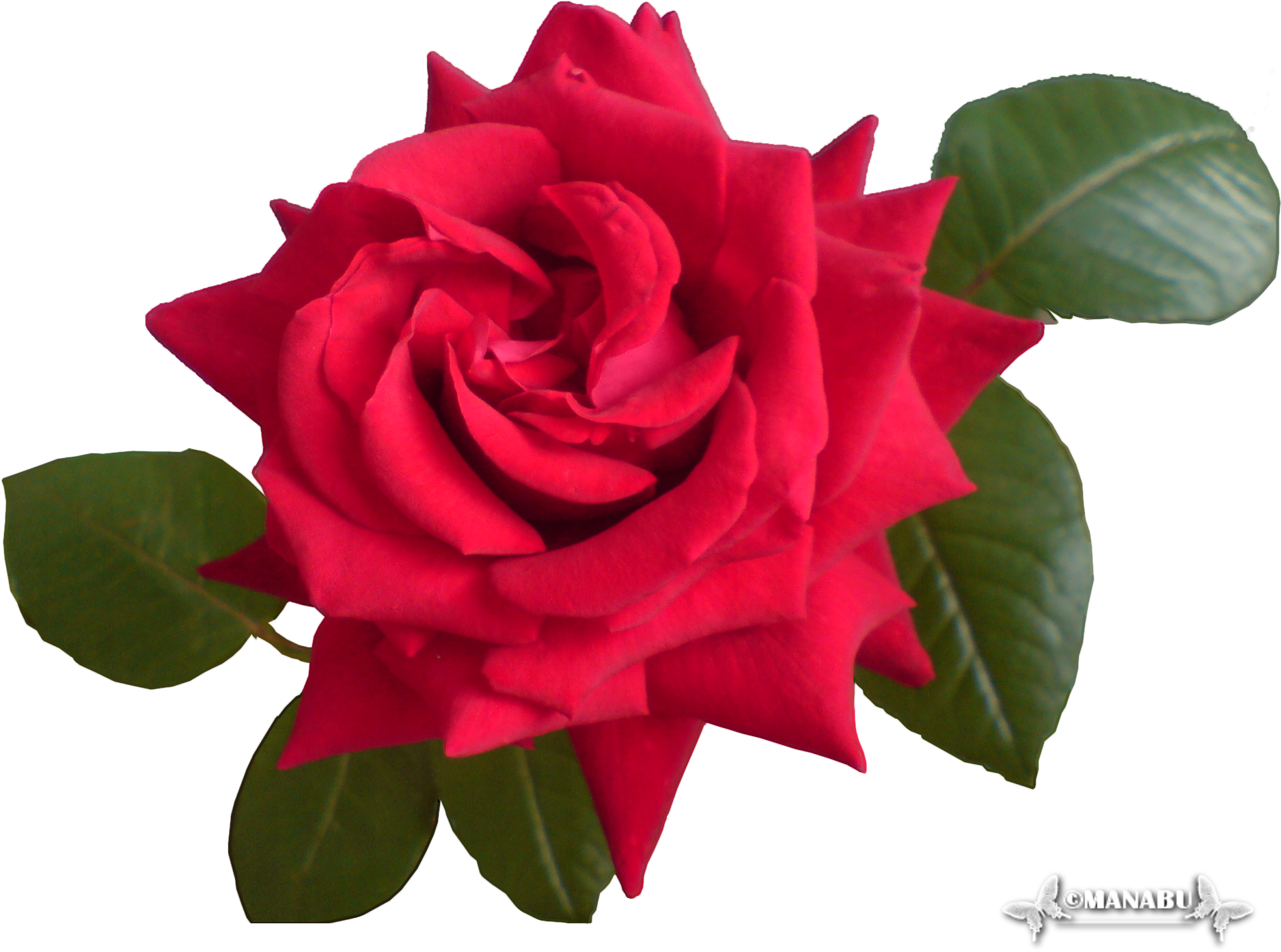 Garden Roses Cabbage Rose China Rose Floribunda Floristry - Floribunda (2048x1536)