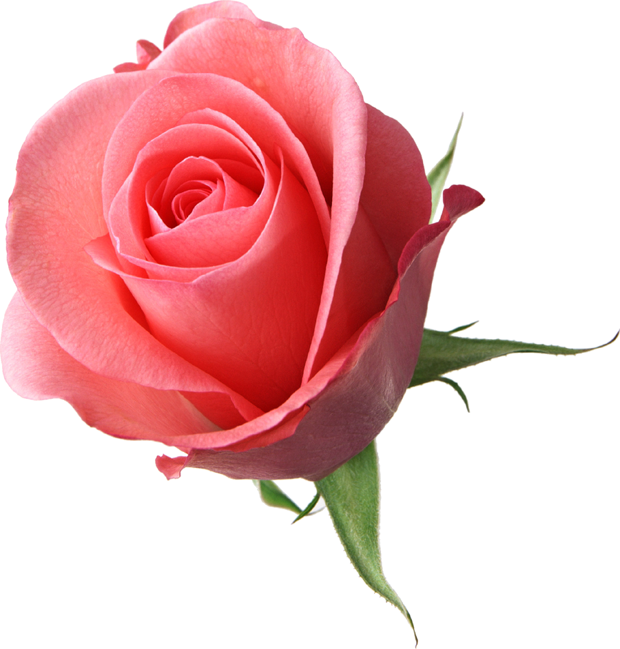 Rose Flower Pink Clip Art - Wwseven Diy Diamond Painting Beautyful Flowers Counted (900x942)