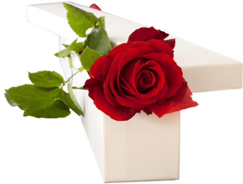 Roses - Garden Roses (500x500)