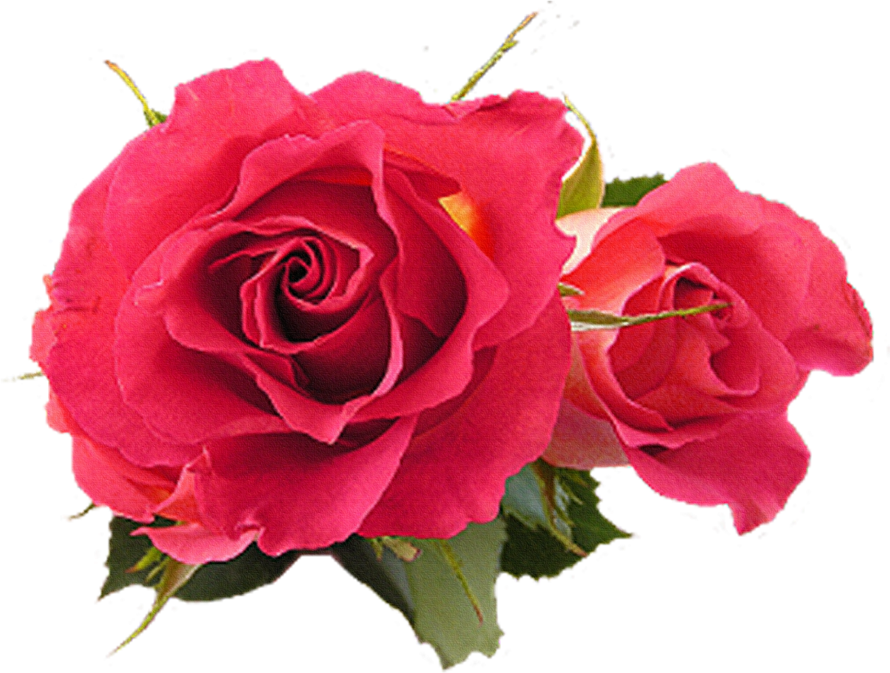 Flower Rose Fuchsia Pink - Gracias Por Tu Regalo (1280x1013)