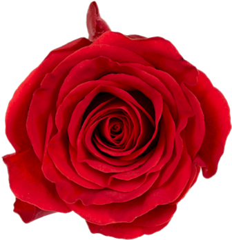 Burgundy Single Head Rose - Floribunda (500x375)