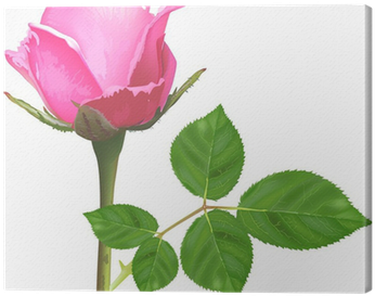 Single Isolated Light Pink Rose Flower Canvas Print - Hojas De Rosas Verdes Png (400x400)