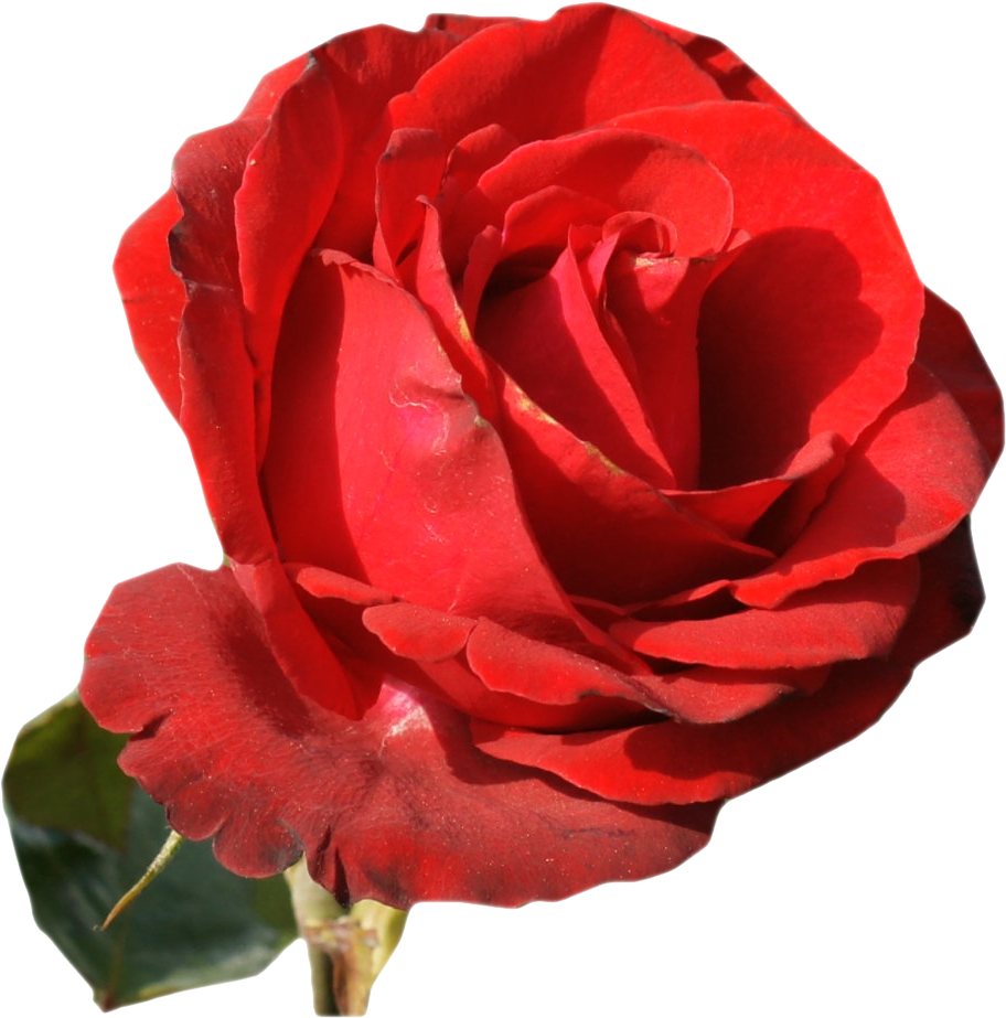 Garden Roses Flower Centifolia Roses Desktop Wallpaper - Floribunda (1169x932)