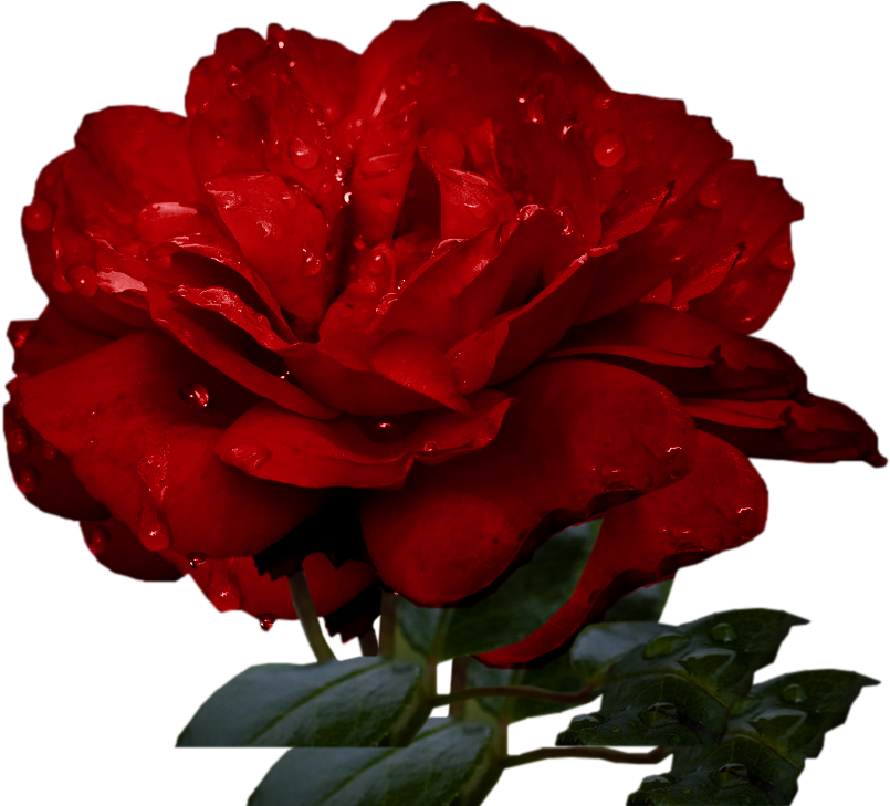 Garden Roses Floribunda Cabbage Rose China Rose Petal - Garden Roses (1000x728)