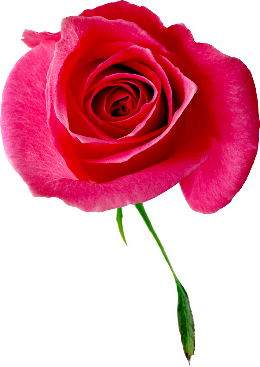 Beach Rose Garden Roses Floral Design Cabbage Rose - 離婚予定日 11 (851x1200)