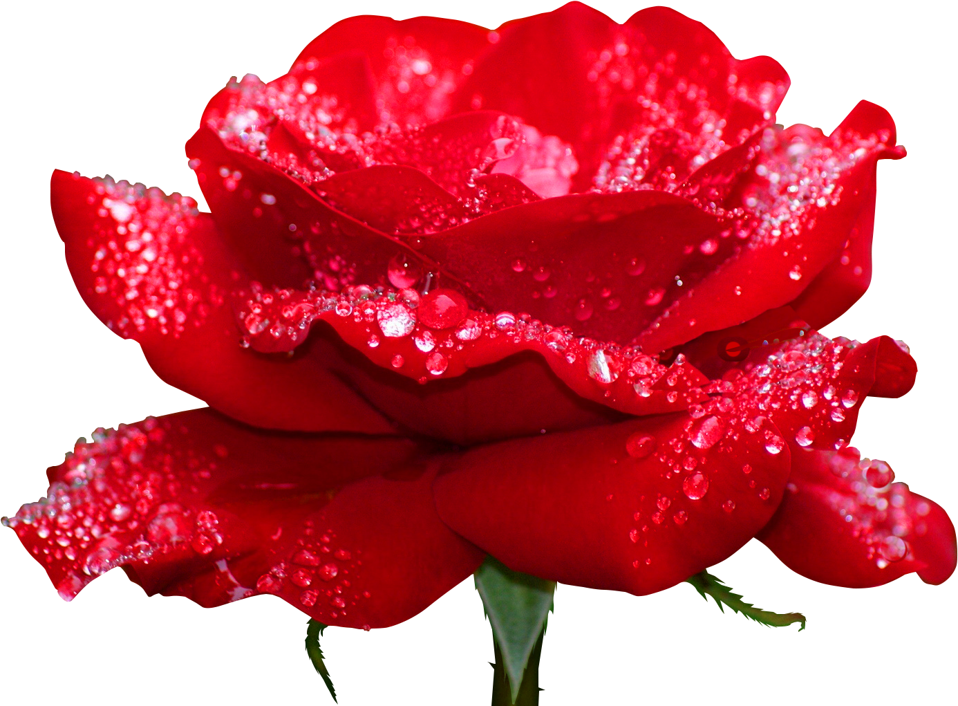 Deviantart Youtube Flower - Fashion 3d Diy Diamond Embroidery Rose Flowers Icon (1440x1080)